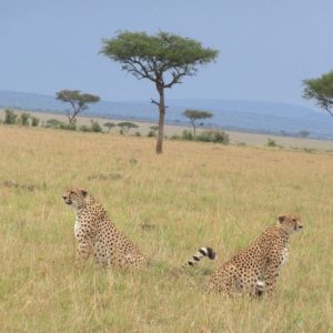 9 Days Hemingway Safari: Ol Pejeta, Nakuru, Masai Mara, Naivasha & Amboseli