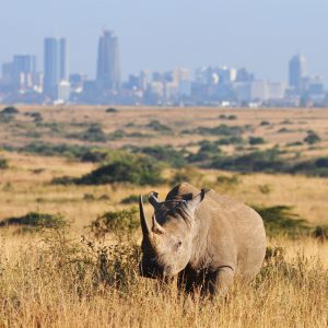 Nairobi National Park Tour