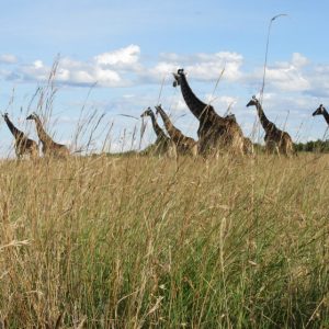15 Days Kenya Wildlife Safari & Beach Holiday