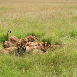 11 Days Amboseli, Tarangire, Ngorongoro, Serengeti, Masai Mara & Nakuru
