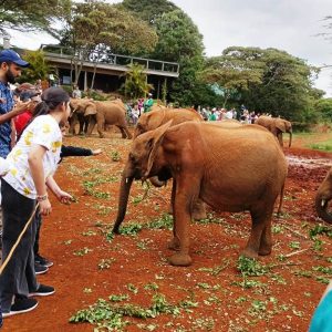 Sheldrick Elephant Orphanage, Karen Blixen & Giraffe Centre Tours
