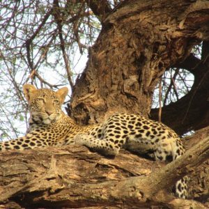 7 Days Kenya Adventure Safari: Samburu, Aberdares, Lake Nakuru & Masai Mara
