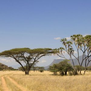 7 Days Shaba, Lake Nakuru & Masai Mara Safari