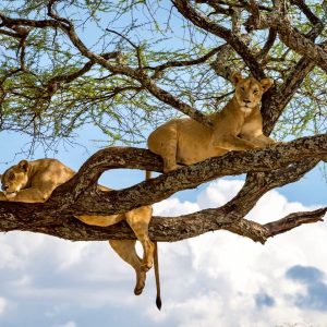 8 Days Tanzania Big Game Safari